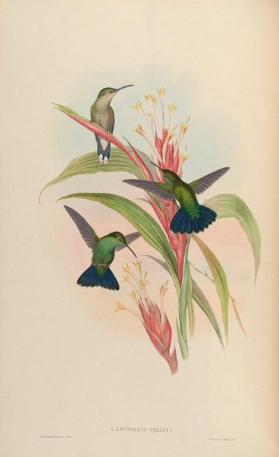 Lampornis viridis = Anthracothorax viridis by John Gould